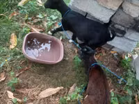 عنزة, American pygmy goats — الصورة 1