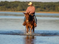 حصان, Mule — الصورة 3