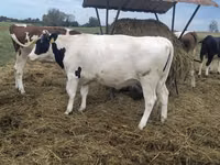 Vaca, Raza Holstein — foto 3
