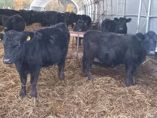 Cow, Aberdeen-Angus