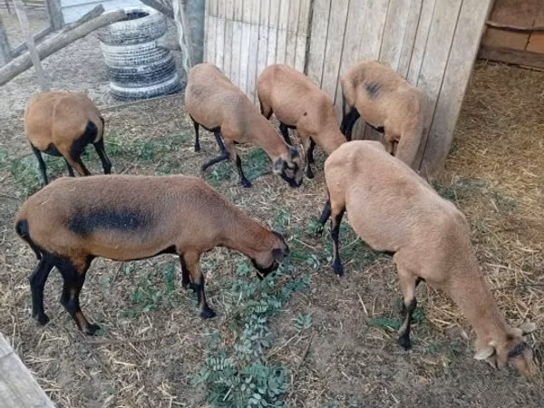 Oveja, Cameroon sheep