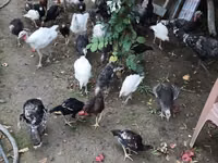 ब्रॉन्ज़ — फ़ोटो 2