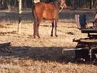 Yegua, Caballos — foto 2