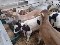 Bulle, Limousin-Kuh — Foto 2