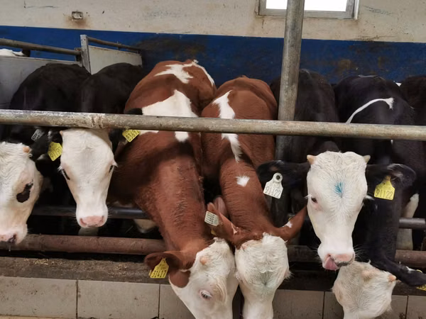 Cattle (batch, sex not specified), Simmental cattle