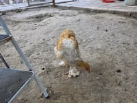 Brahma — Foto 1