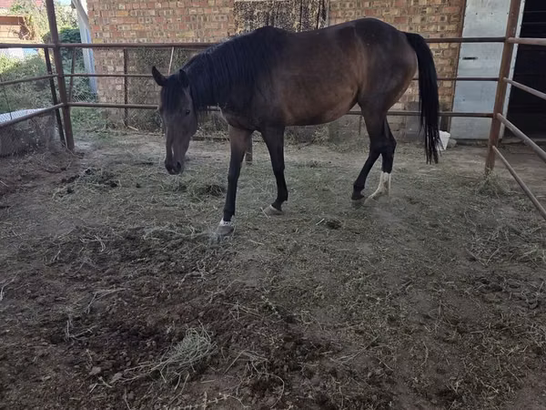 Mare, Thoroughbred horse