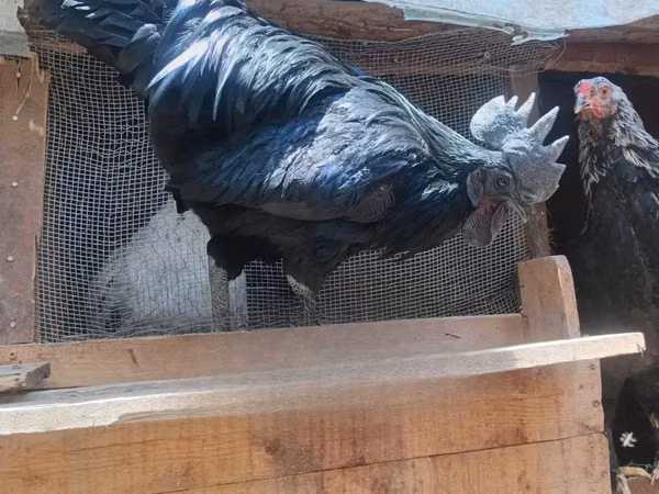 Ayam Cemani