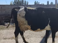 Cow, Holstein breed — photo 5