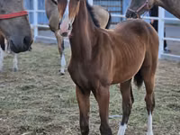 Hengst, Akhal-Teke — Foto 2