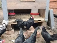 Bantam — foto 2