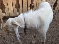 Billy Goat, Gulabi goats — photo 4