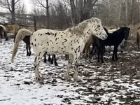 Hengst, Mugalzhar horse — Foto 2
