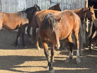 Mare, Kyrgyz Horse — photo 3