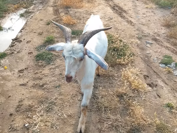 Cabro, Cabras