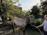 Horse (M), Tiger horse — photo 2