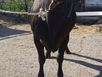 Cow, Holstein breed — photo 8