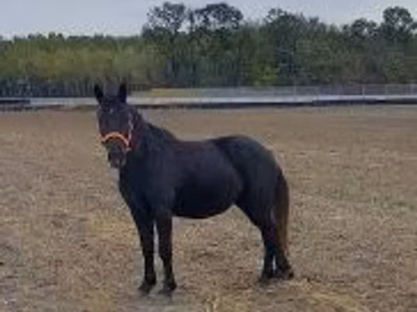 Mare, Hungarian horse breed
