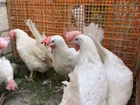 Leghorn — Foto 3