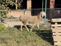 كبش, Arashan sheep — الصورة 5