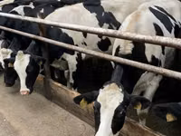 Cow, Holstein breed — photo 2