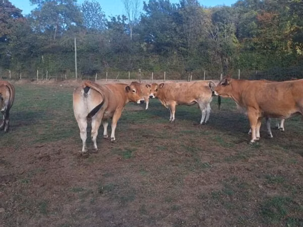 Kuh, Partenaise cattle