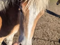 Stute, Haflinger — Foto 3