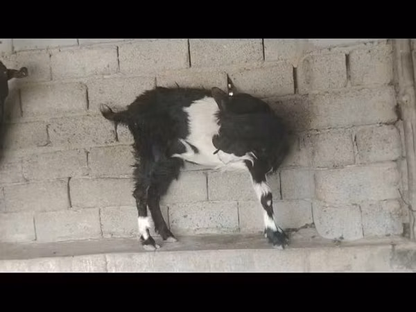 Cabras (lote, sexo no especificado), Cabras