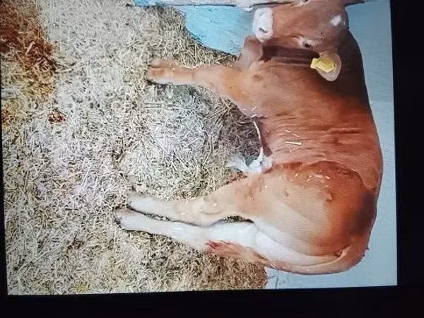 Toro, Ganado vacuno