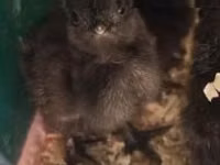 Ayam Cemani — Foto 1