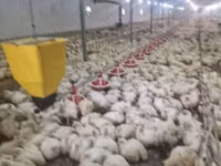 Chickens — photo 4
