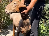 Schaf, Jaidara sheep — Foto 1