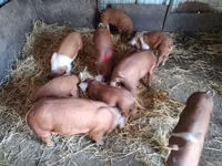 猪（批次，未指定性别）, Pigs — 照片 3