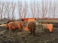 Cow, Highland — photo 4