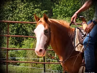 公马, American paint horse — 照片 8
