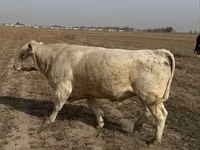 Bull, Auliekol breed — photo 3