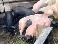 Boar — photo 2