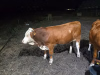 Toro, Swiss cattle — foto 1