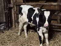 公牛, Russian Black pied cattle — 照片 5