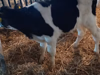 ثور, Russian Black pied cattle — الصورة 6
