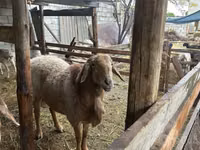 Widder, Arashan sheep — Foto 2
