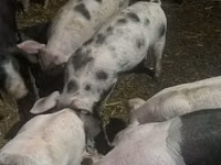 Cerdos (lote, sexo no especificado), Cerdos — foto 2