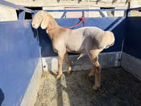 كبش, Arashan sheep — الصورة 3