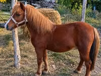 Caballo, Caballos — foto 2