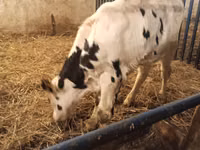 ثور, Russian Black pied cattle — الصورة 3