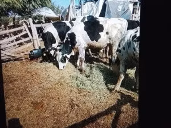 Toro, Russian Black pied cattle