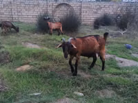 母山羊, Goats — 照片 4