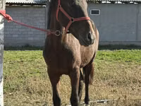 Horse (M), Kyrgyz Horse — photo 5