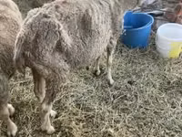 نعجة, الأغنام — الصورة 4