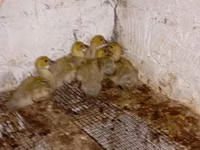 Ducks — Foto 3